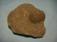 藏品(螃蟹(濱蟹))的圖片